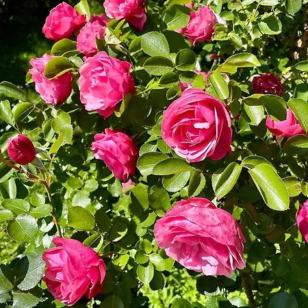 Les Mirabelles 펜션