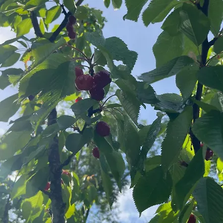 펜션 Les Mirabelles